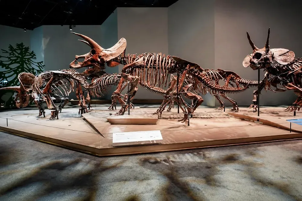 Natural History Museum Muscat